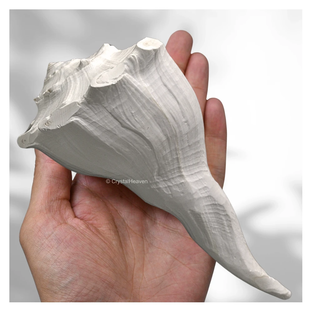 Dakshinavarti Shankh Conch Shell (6" to 7" INCH)