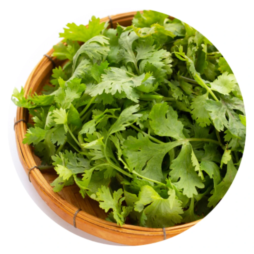 Coriander Leaves