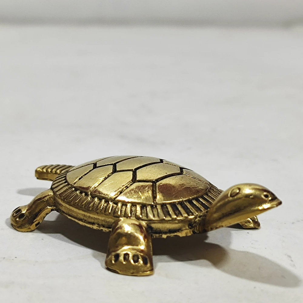 Tortoise-2.75-Z11454