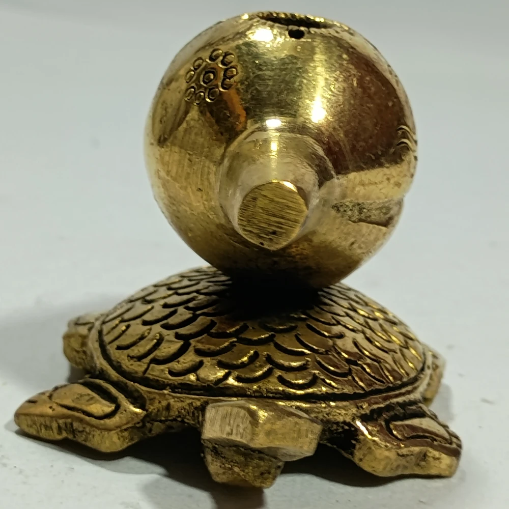 Agardan with tortoise-2.5No-Z11466