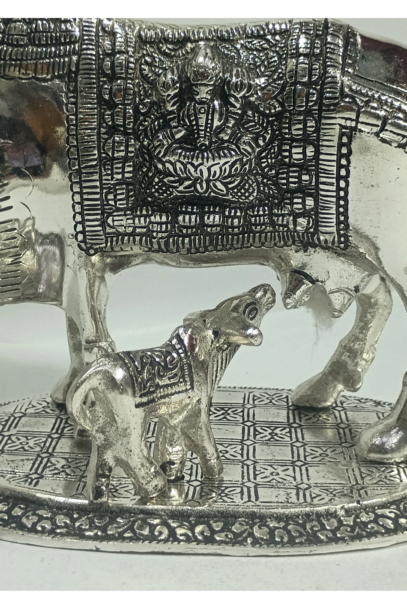 CowCalf-7.5No-Z04469