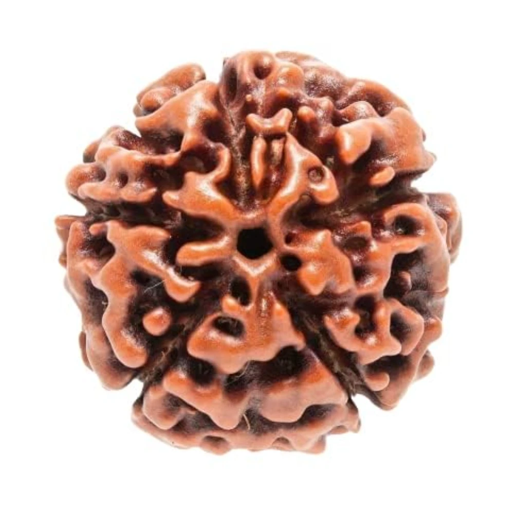 Agatesvibe 5 Mukhi Rudraksha Bead – Original Certified Natural Nepali Rudraksh