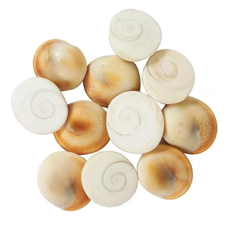 Agatesvibe Certified Gomati Chakra Original River Stones – 100% Natural and Authentic Gomti Chakra from Gomathi River Dwarka | Rare Sacred Spiral for Wealth, Prosperity, Vastu Correction, Protection, (11 Pieces, 15mm)